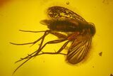 Detailed Fossil Moth Fly, Fly, and Ant in Baltic Amber #207552-4